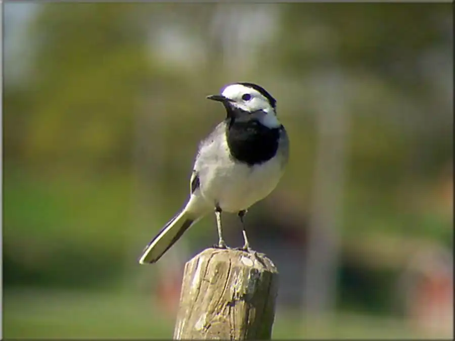 Белая трясогузка (Motacilla alba dukhunensis Sykes)
