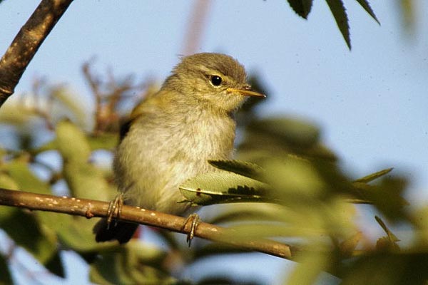 Пеночка-весничка (Phylloscopus trochilus acredula L.)
