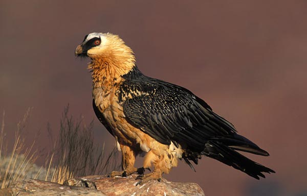 Бородач (Gypaetus barbatus L.)