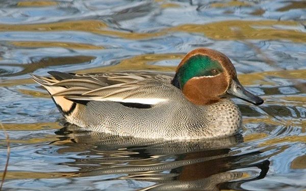Литература по биологии водоплавающих птиц