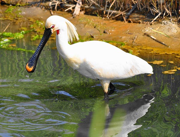 Экология колпицы (Platalea leucorodia L.)