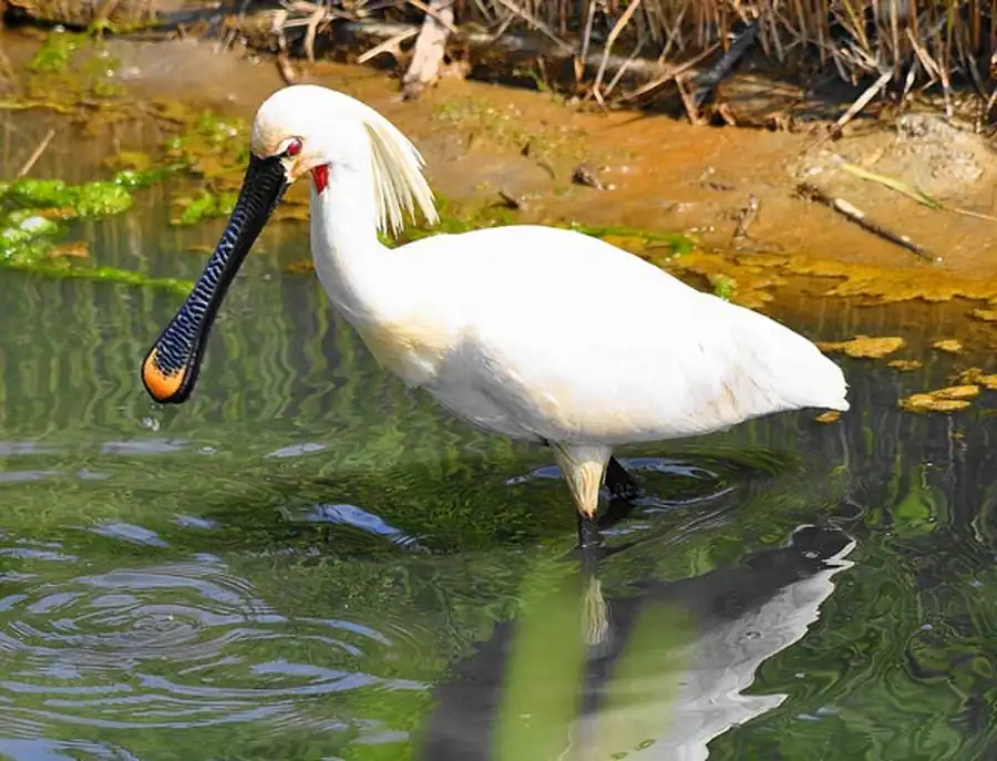 Экология колпицы (Platalea leucorodia L.)
