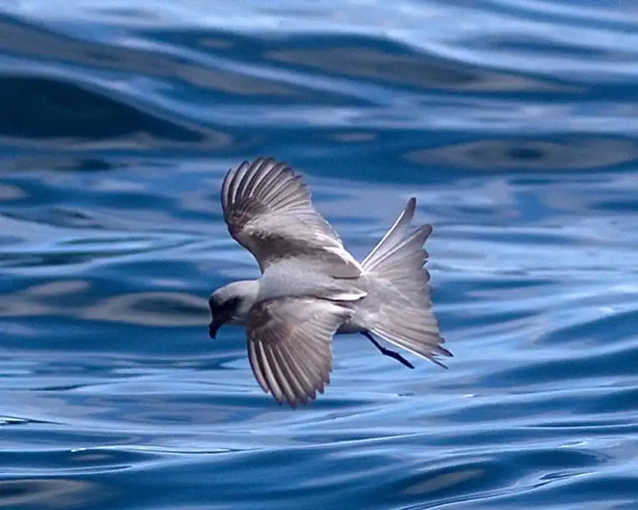 Сизая вилохвостая качурка (Oceanodroma furcata Gmel.)