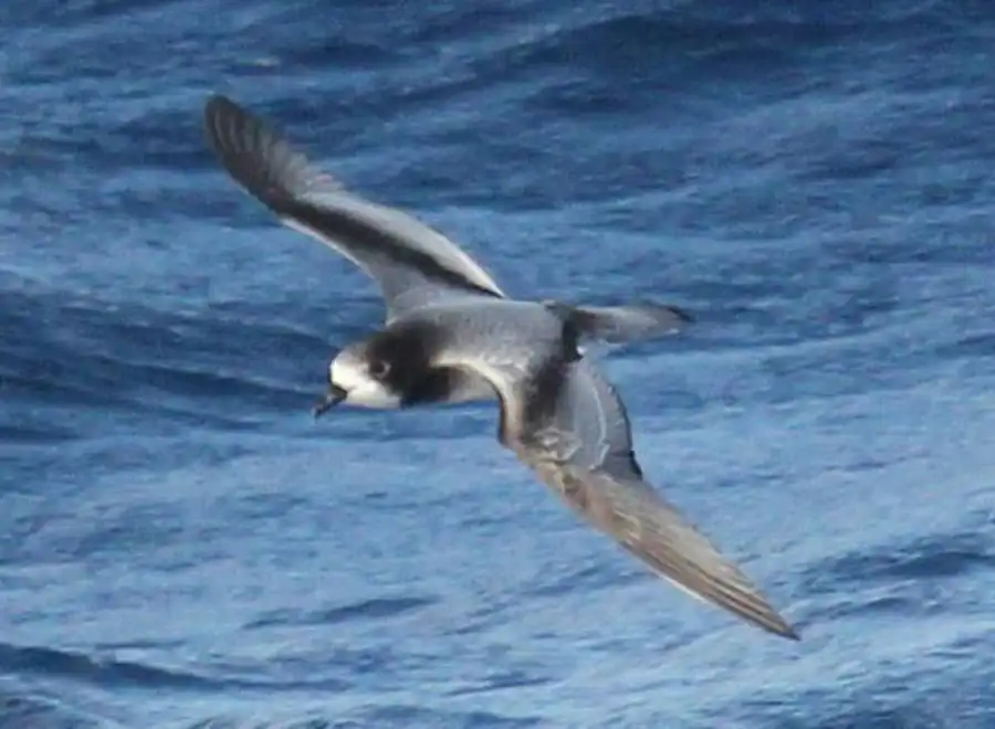 Белолобый тайфунник (Pterodroma leucoptera Gould)
