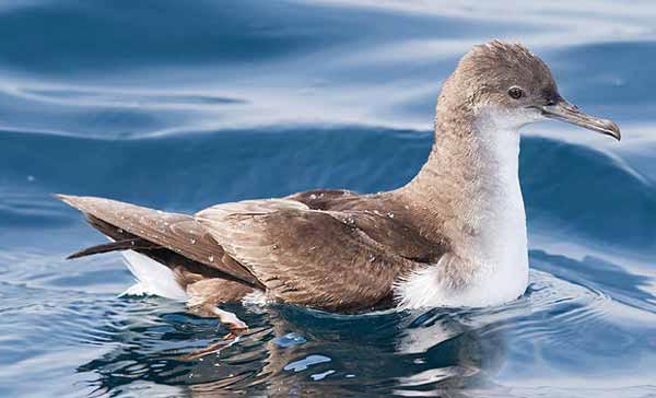 Пестроголовый буревестник (Puffinus leucomelas Teirnn.)