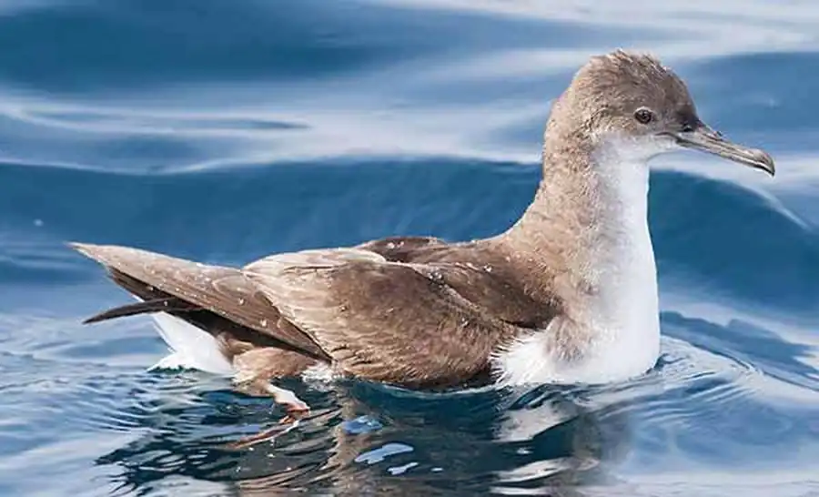 Пестроголовый буревестник (Puffinus leucomelas Teirnn.)