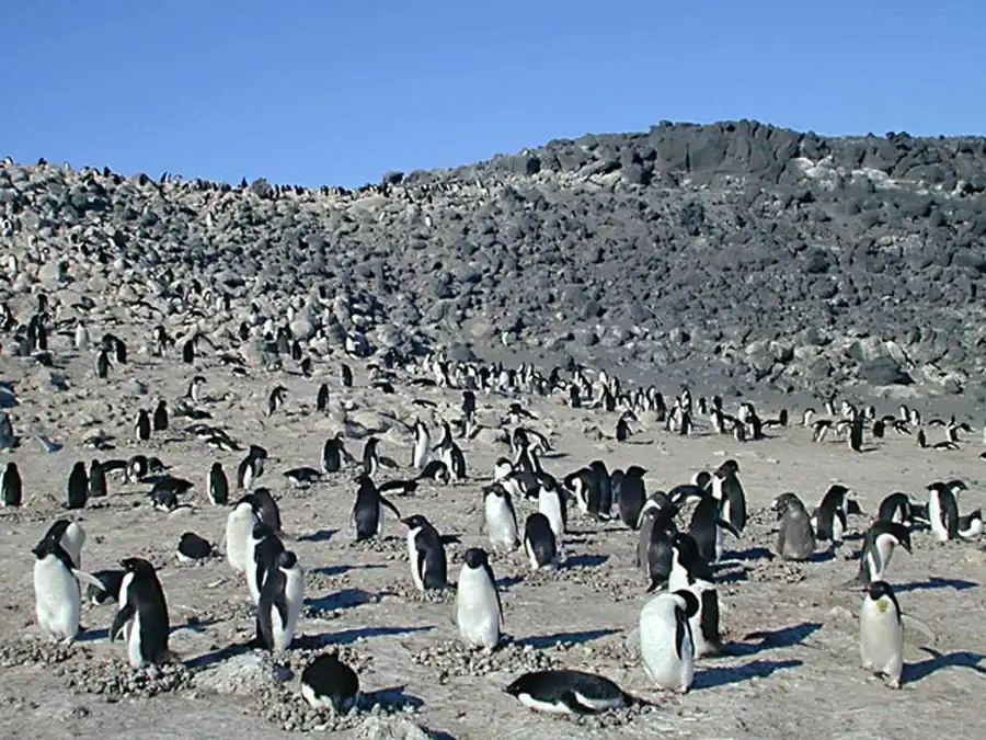 Антарктические «птичьи базары»