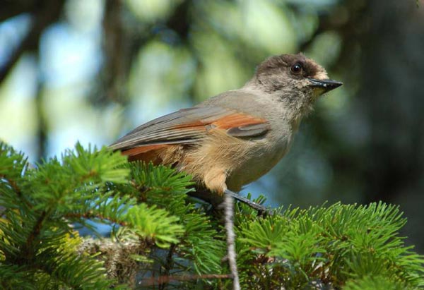 Cractes infaustus manteufeli