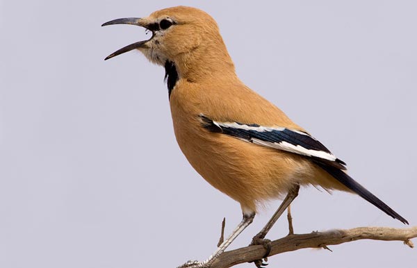 Podoces panderi