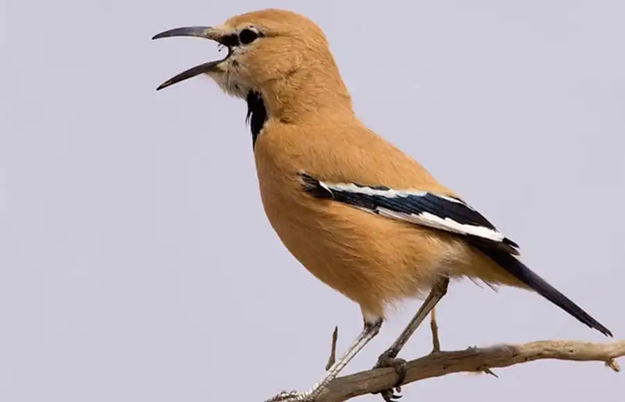 Podoces panderi