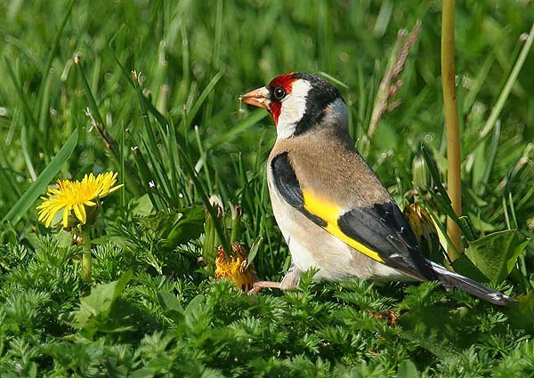 Carduelis carduelis volgensis