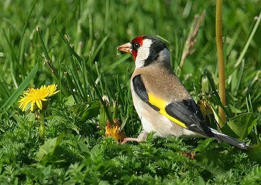 Carduelis carduelis volgensis