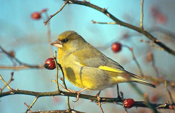 Chloris chloris caucasica