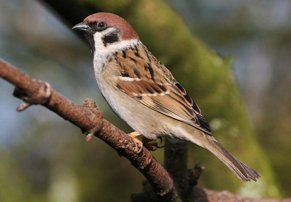 Passer montanus stegmanni