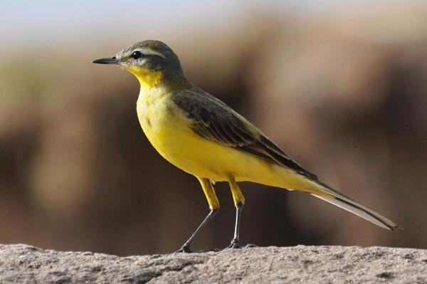 Budytes (Motacilla) citreola werae