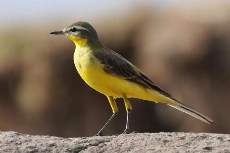 Budytes (Motacilla) citreola werae