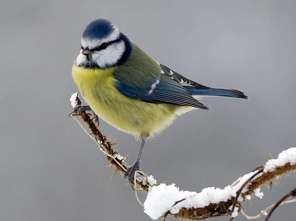 Cyanistes georgicus