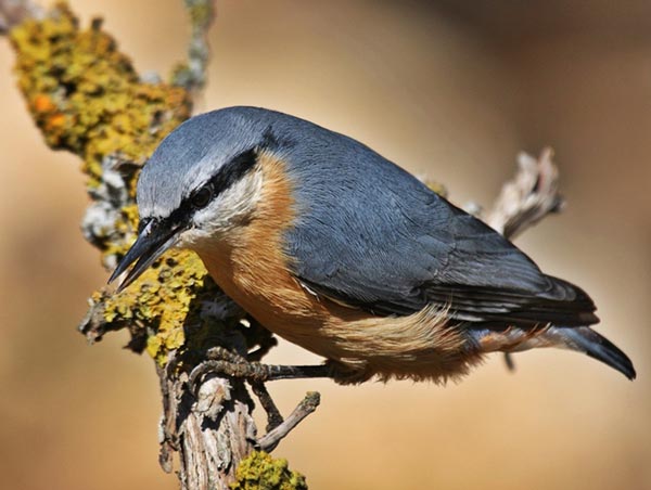 Sitta europaea arctica