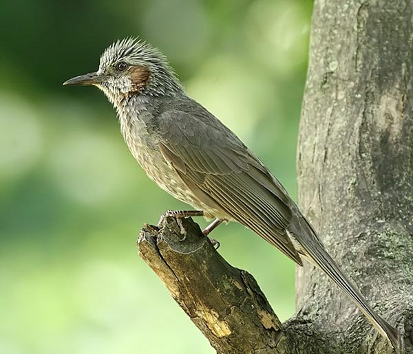 Microscelis amaurotis septentrionalis