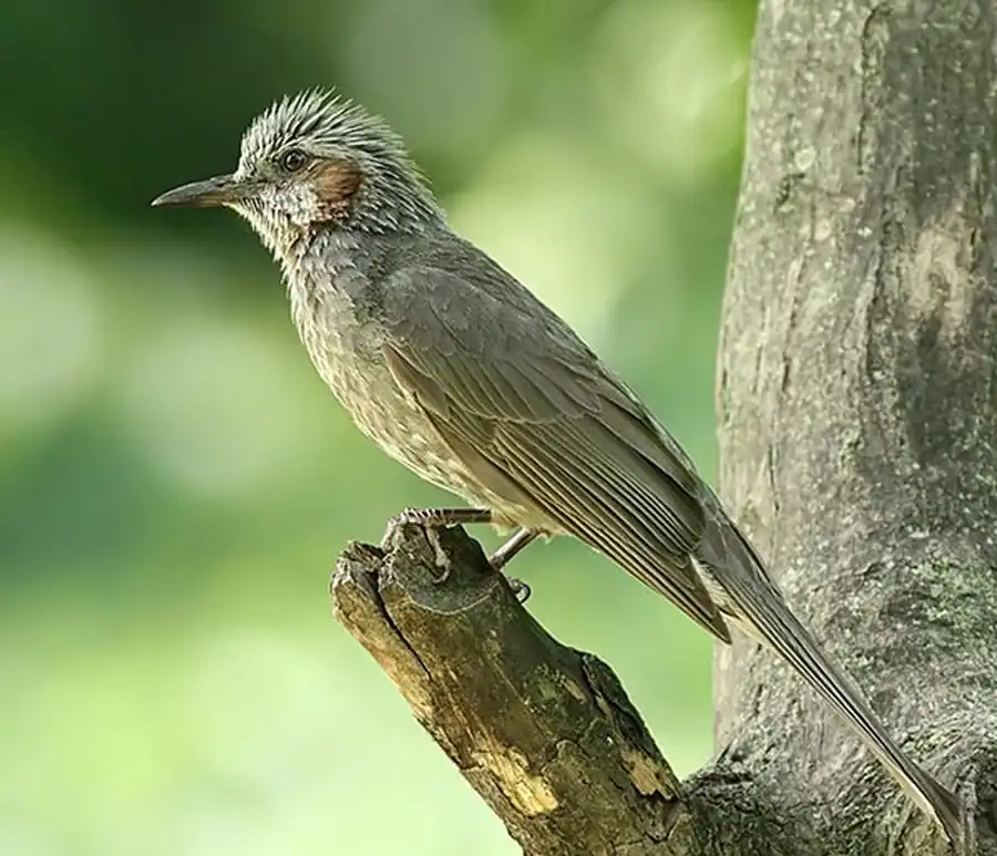 Microscelis amaurotis septentrionalis
