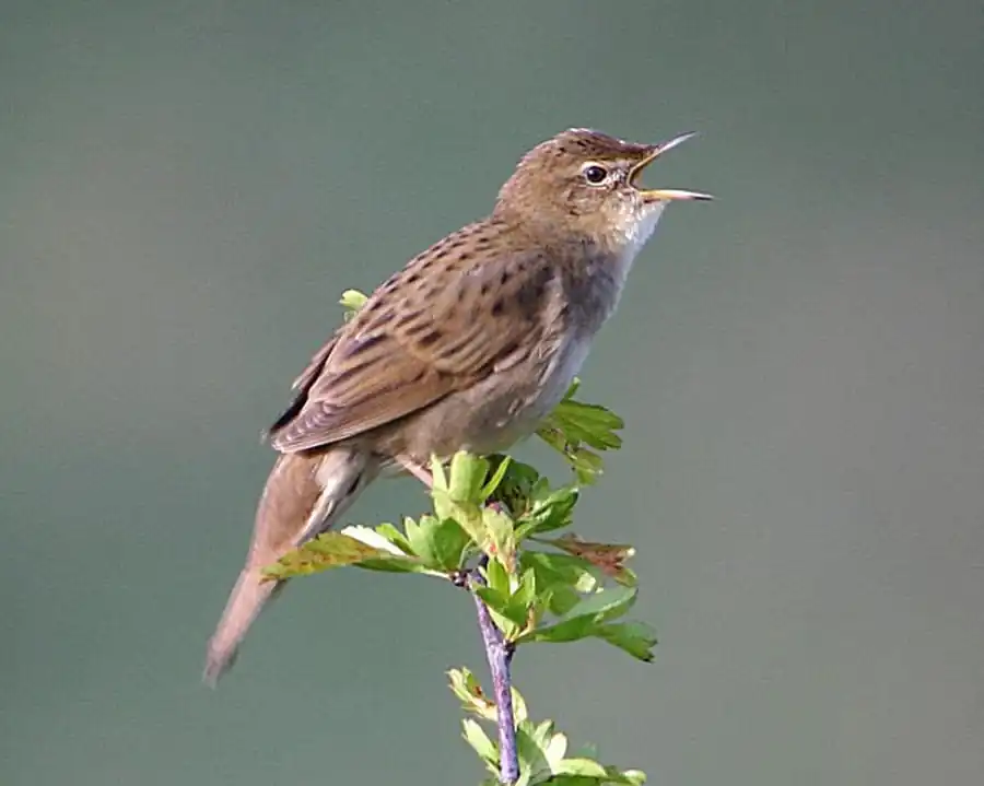 Locustella naevia obscurior