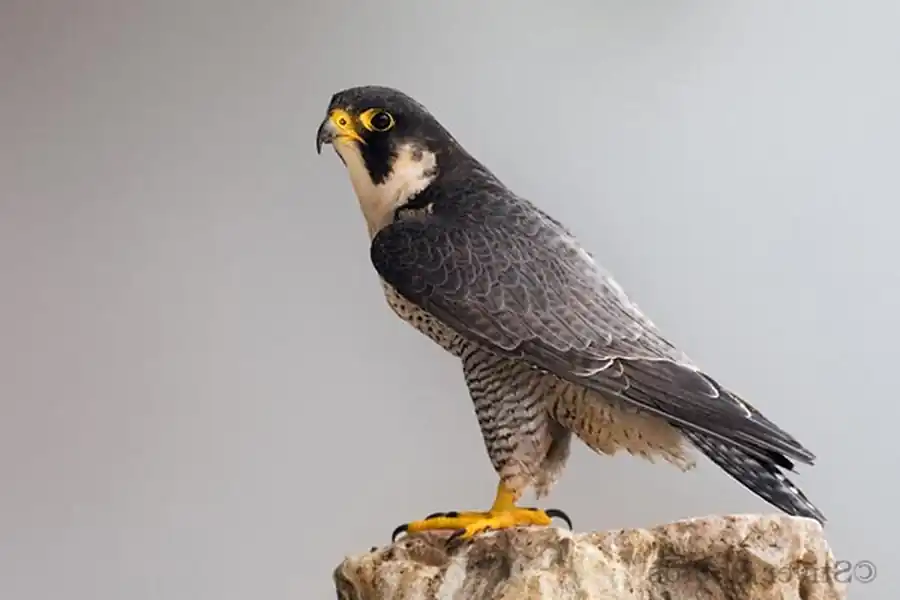 Сапсан (Falco peregrinus leucogenys Brehm)