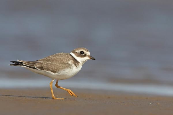 Галстучник (Charadrius hiaticula L.)