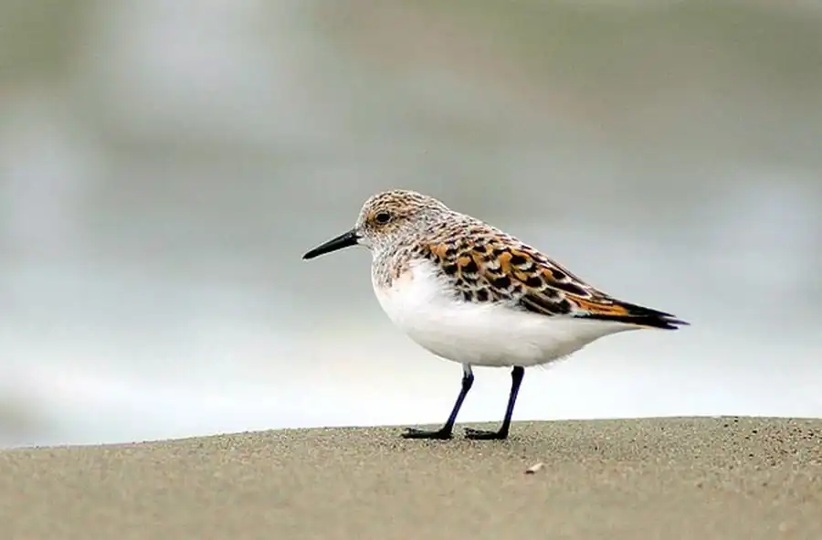 Песчанка (Crocethia alba Pall.)