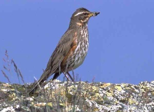 Белобровик (Turdus musicus L.)