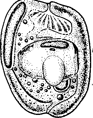Entodinium vorax, проглотивший бесшипную форму Е. caudatum (форму simplex)