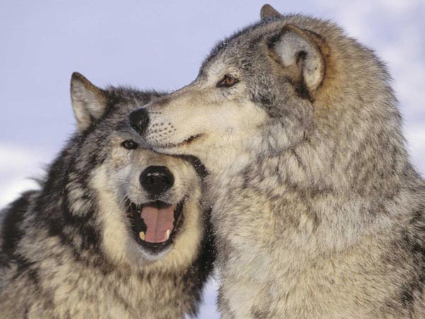 Современный этап в изучении структуры вида у животных