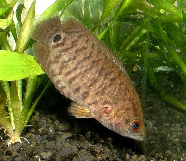 Мраморная ктенопома (Ctenopoma weeksii)