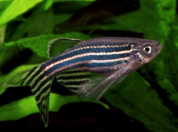 Род Brachydanio