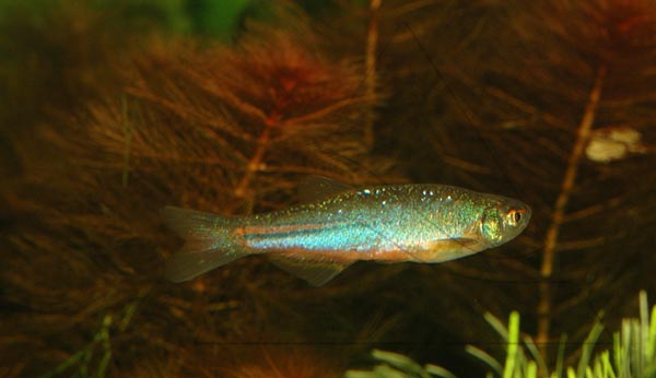  Розовый данио (В. albolineatus)