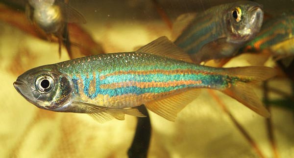 Малабарский данио (Danio aequipinnatus)