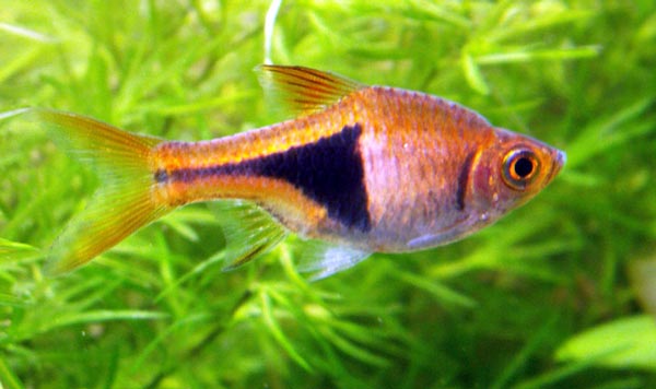 Расбора (Rasbora heteromorpha)