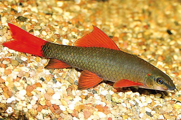  Зеленый лабео (Epalzeorhynchus (Labeo) frenatus)