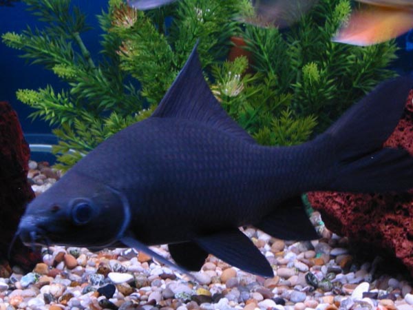 Морулиус черный (Morulius chrysophekadion)
