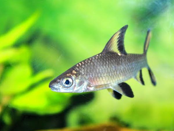  Акулий бала (Balantiocheilus melanopterus)