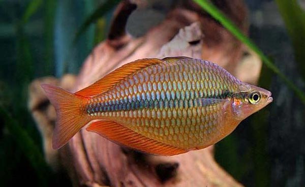 Меланотения трехполосая (Melanotaenia trifasciata), или полосатая радужница