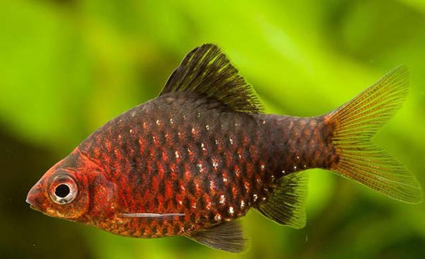 Черный барбус (В. nigrofasciatus)