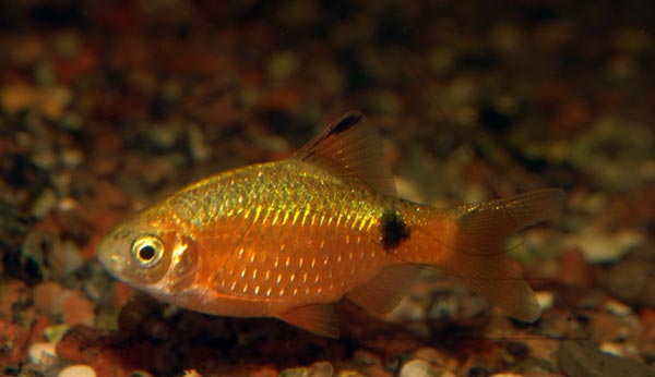 Огненный барбус, или конхониус (В. conchonius)