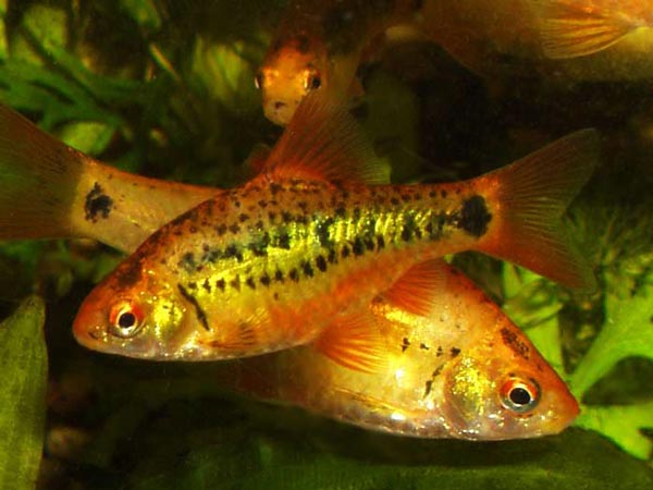 Зеленый барбус (В. semifasciolatus)