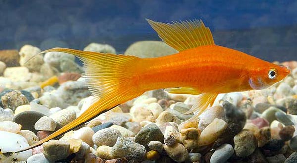 Меченосец (Xiphophorus)