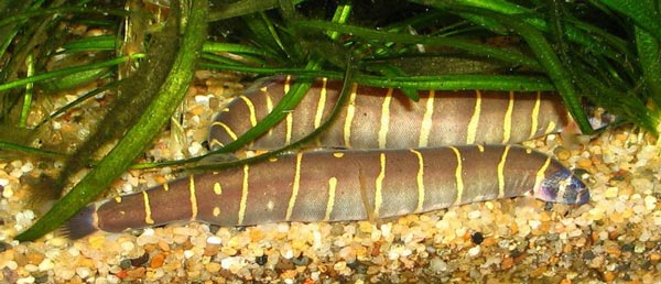  Акантофтальм (Acanthophthalmus myersi)