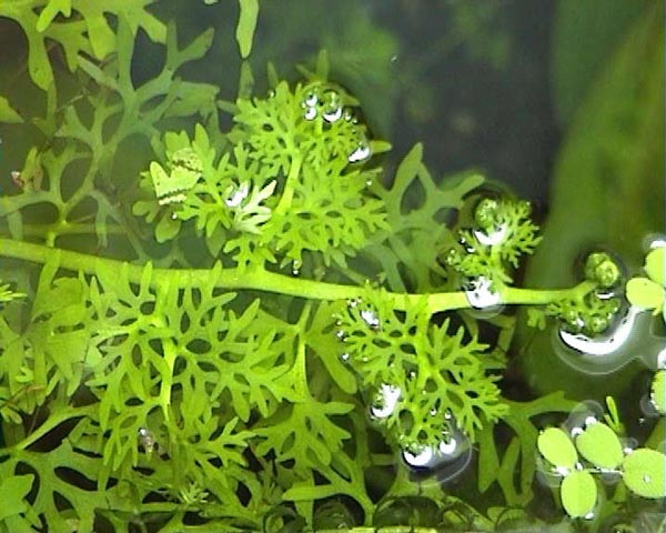 Папоротник индийский (Ceratopteris thalictroides)