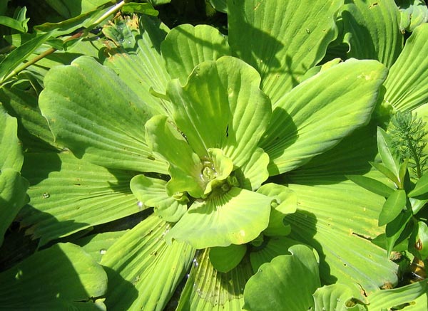 Пистия (Pistia stratiotes), или водяной салат