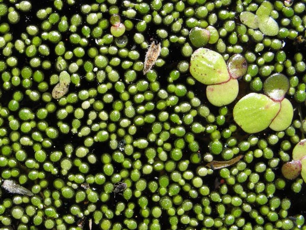 Вольфия (Wolfia arrhiza)