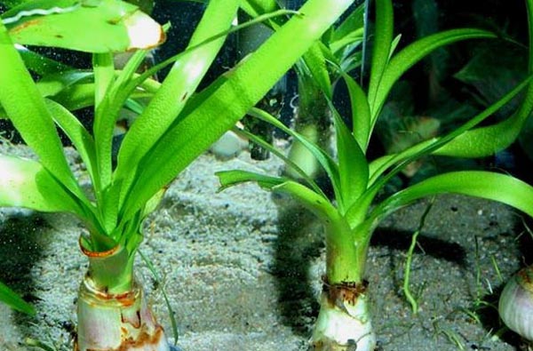 Кринум (Crinum thaianum)