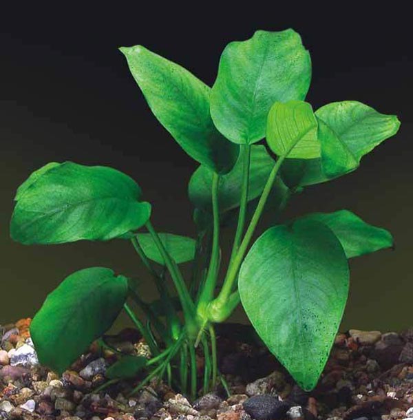 Анубиас карликовый (Anubias barteri var. nana)